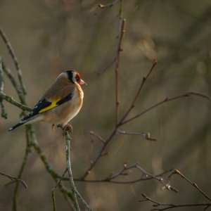 Redwell   27 1 2017   D3s (60 Of 369).jpg